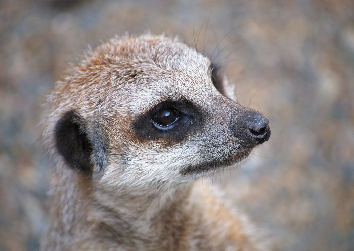 シンビオ野生動物公園、ヘレンズバーグ