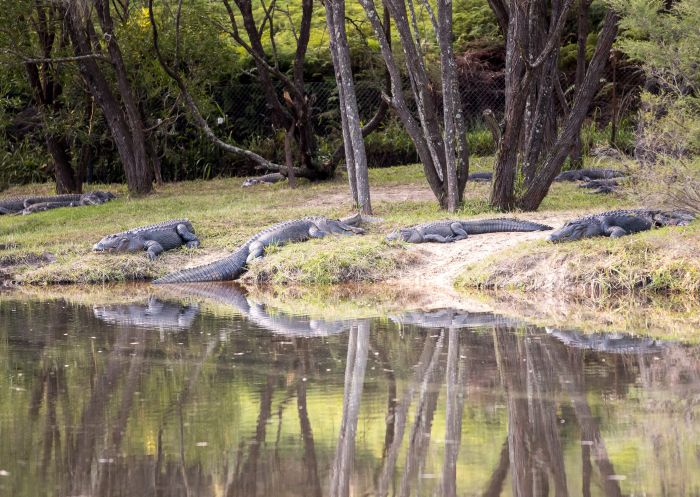 Crocodiles on the banks of the waterhole at the Australian Reptile Park, Somesby