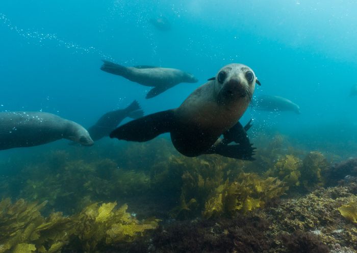 Fur seals swimming around Montague Island, Narooma