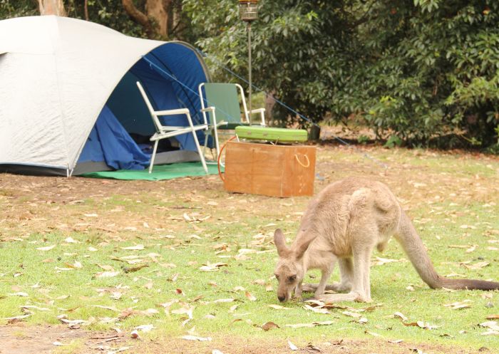 Kangaroos at Depot Beach Campground, Murramarang National Park