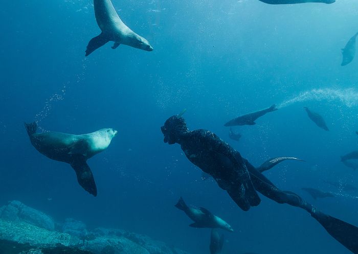 A snorkelling tour with the seals, Montague Island