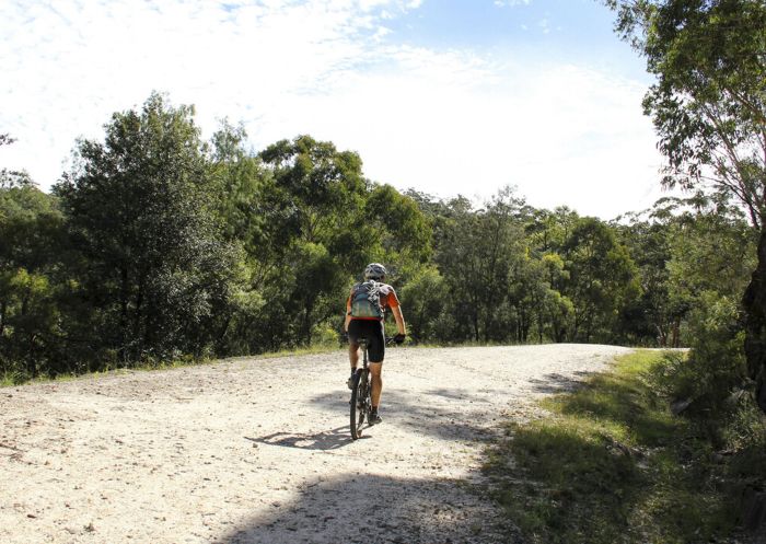 Cyclist at Devines Hill, Dharug National Park