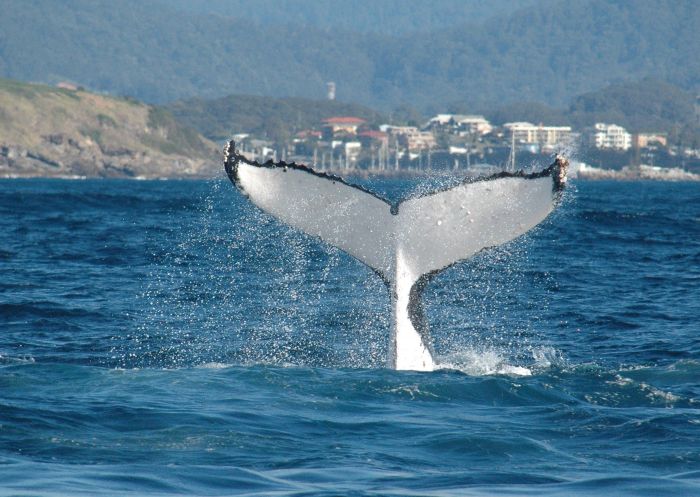 Whale Watch Experience/Pacific Explorer, Coffs Coast