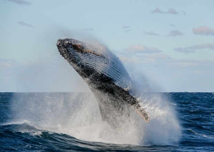Whale breaching, Coffs Coast