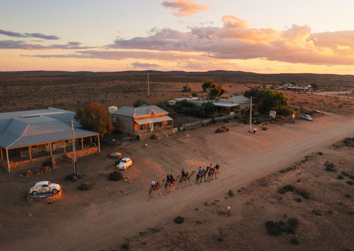 Aerial of Silverton Outback Camels