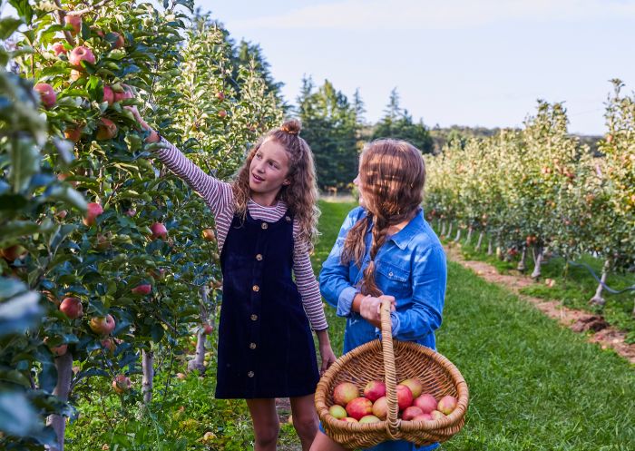 Young girls enjoying a day of apple picking at Shields Orchard, Bilpin