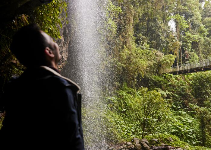 Man viewing Crystal Shower Falls, Dorrigo