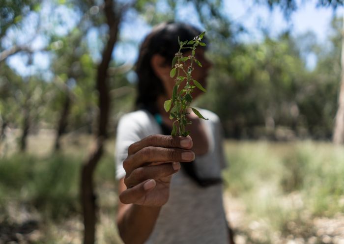 Tracy Hamilton with River Mint - Credit: Yarkuwa Indigenous Knowledge Centre Aboriginal Corporation