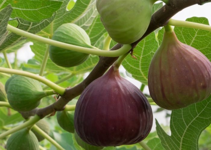 Black Genoa fig ripening on tree at Norland Fig Orchard, Borenore