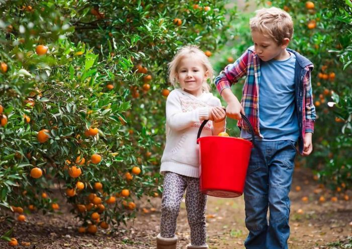 Children picking oranges at Cedar Farm, Dooralong