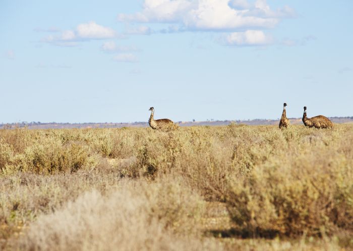 Emus in Mungo National Park