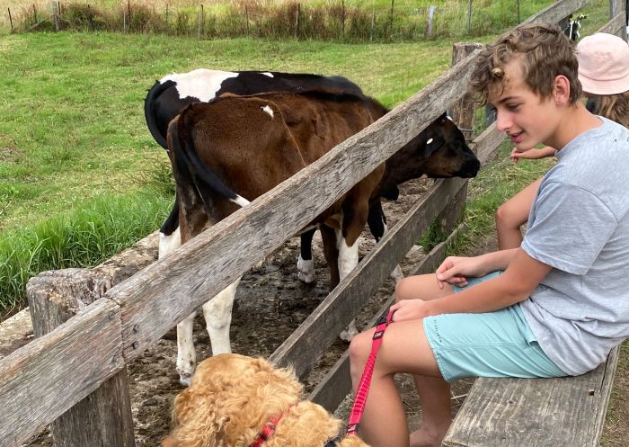 Photo of a dog and two kids on a timber bench. They are sitting in front of a timber fence and there are two cows on the other side of the fence. The cows are in a lovely green paddock with a forest-like bushland in the background, Bodalla 