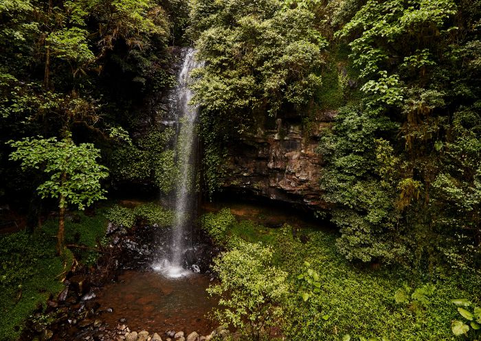 Scenic view along the Crystal Shower Falls Walk, Dorrigo