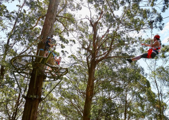 Visitors enjoying the Illawarra Fly Zipline Tour in Knights Hill, south of Wollongong