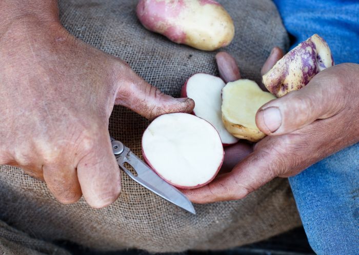 Farmer slicing through some potato produce at Highland Gourmet Potatoes, Southern Highlands