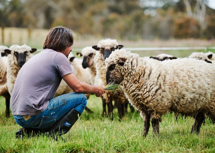  biodynamic, regenerative and sustainable farm vineyard with man feeding sheep, Berrima