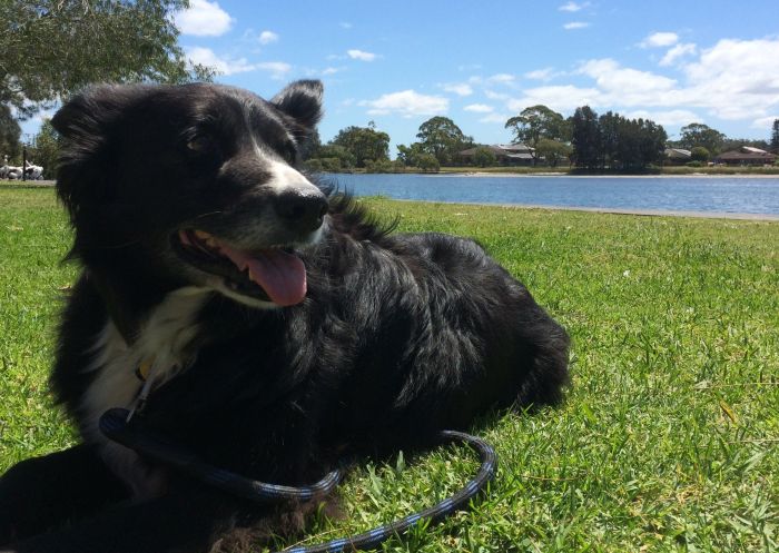 Dog resting on the grass at BIG4 Great Lakes, Forster Tuncurry