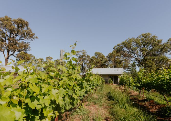 View of vineyard next to Emma's Cottage - Hunter Valley