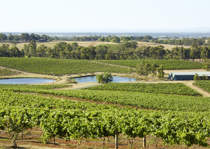 Scenic view of the vineyard at Audrey Wilkinson Wines, Pokolbin