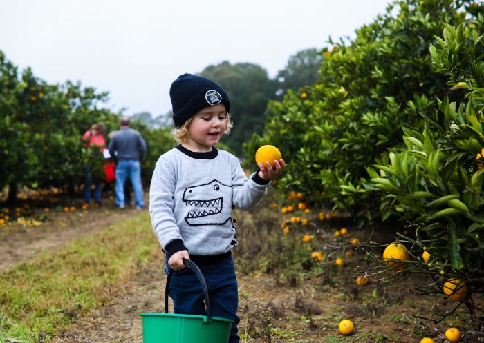 Young boy enjoying a day of orange picking during the 2017 Harvest Festival on the Central Coast