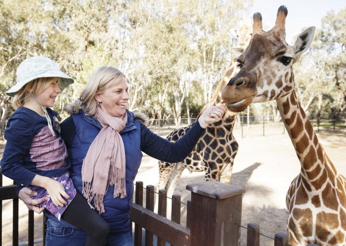 Mother and daugher enjoying a Giraffe Encounter experience at Taronga Western Plains Zoo, Dubbo