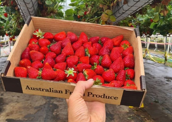 Box of fresh strawberries from Berrylicious Strawberries, Thirlmere
