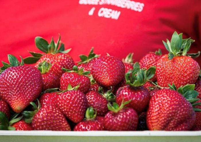 Large strawberry punnet overflowing at Bidgee Strawberries and Cream, Wagga Wagga