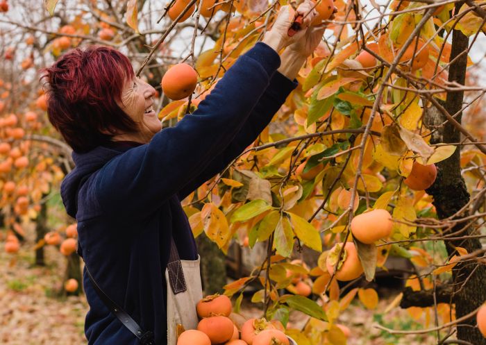 Woman picking persimmons at Cedar Creek Orchard, Thirlmere