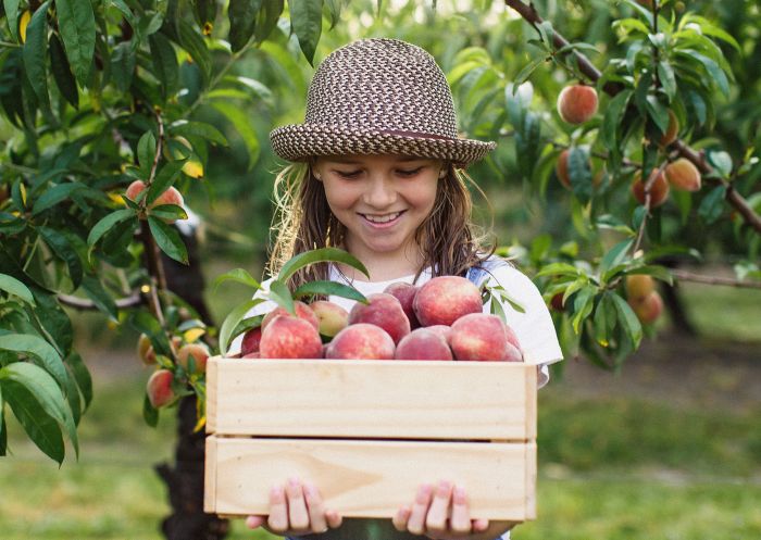 Girl holding crate of peaches at The Peach Farm, Iluka