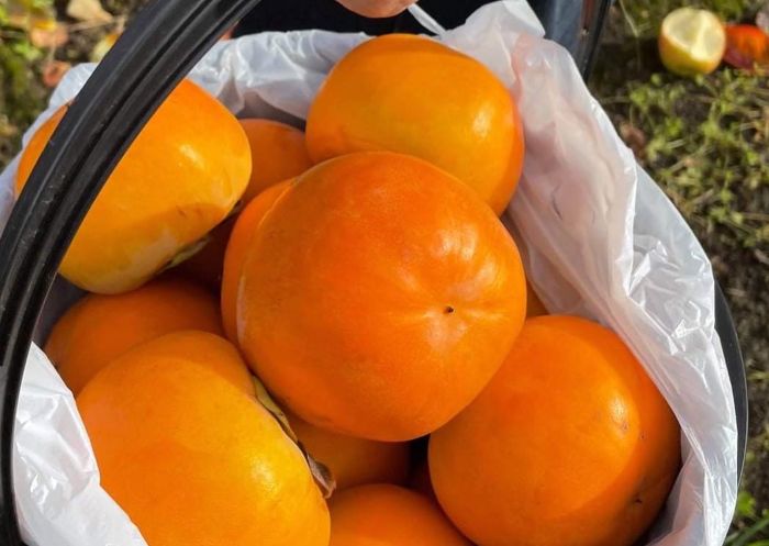 Seasonal fruit picking with Ozia Tours, Bilpin
