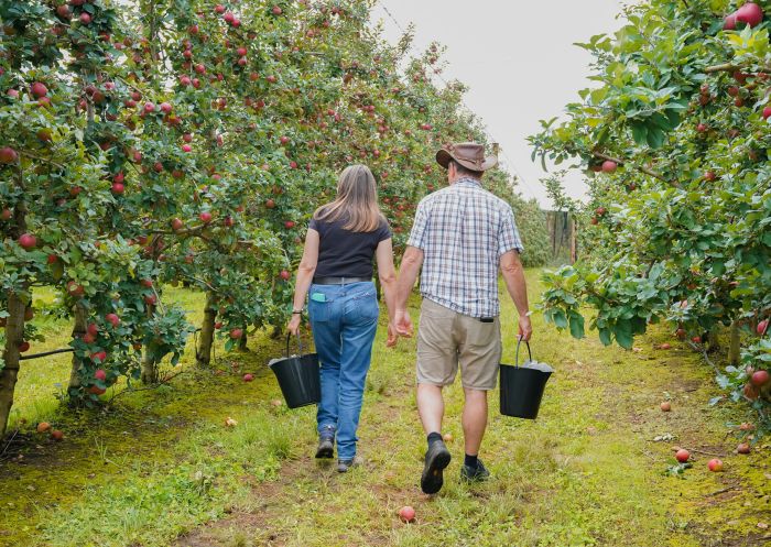 Couple picking apples at TNT Produce, Bilpin