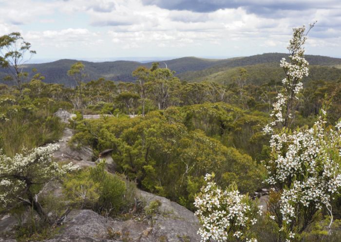 Wildflowers and heath at Wentworth Falls to Murphy's Glen via Ingar campground, Wentworth Falls