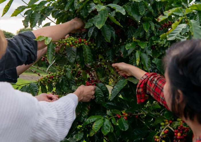 Couple picking coffee cherries with a farmer at Zentveld's Coffee Farm and Roastery, Newrybar