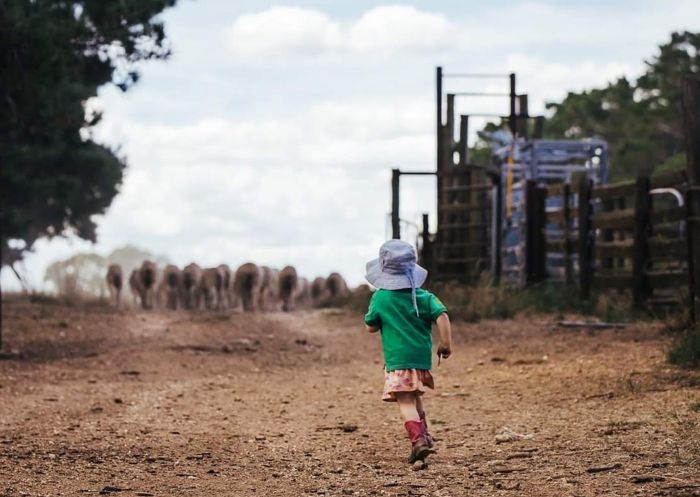 Child running behind flock of sheep at Amaroo Cottage Farmstay, Newbridge