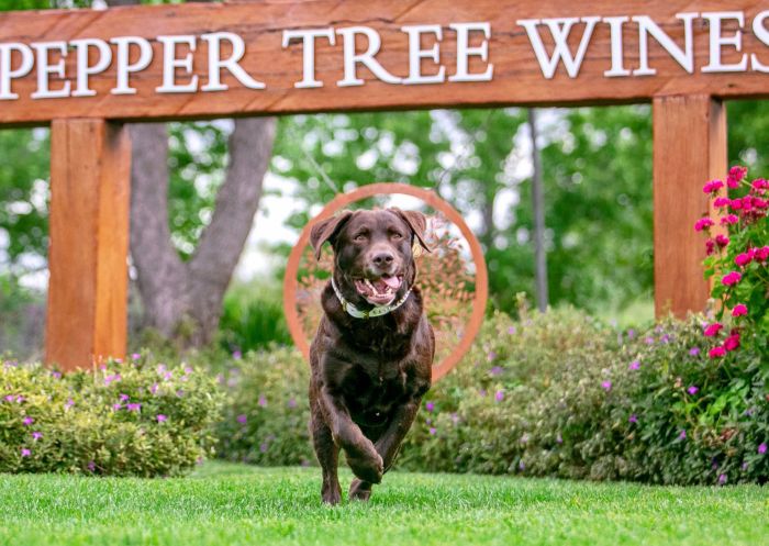 Dog running outdoors on the lawn at Pepper Tree Wines, Pokolbin