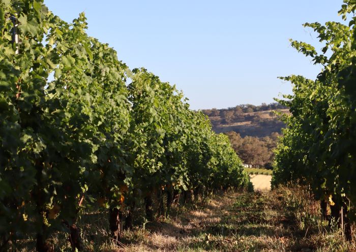 Vineyards at Canobolas Wines, Orange 