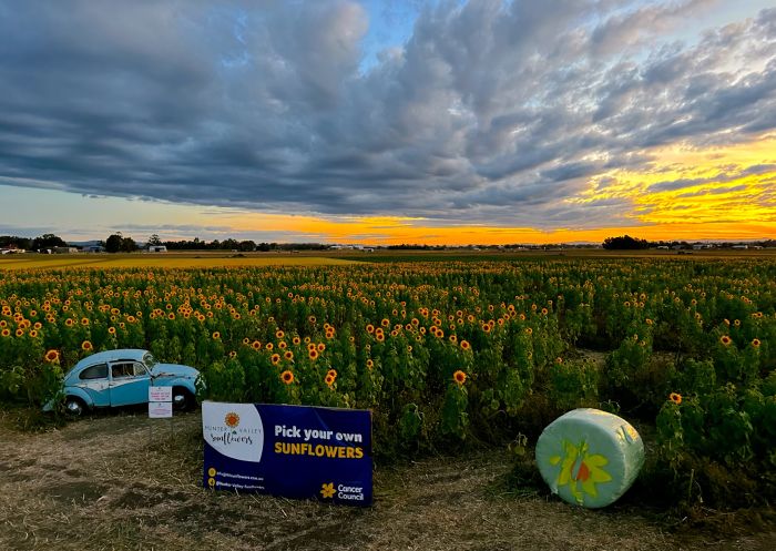 Sunset over the sunflower field - Credit: Hunter Valley Sunflowers