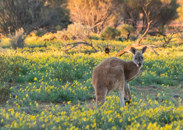 Kangaroo amongst wild flowers in the desert landscape at Sturt National Park, Tibooburra in Corner Country Area, Outback NSW