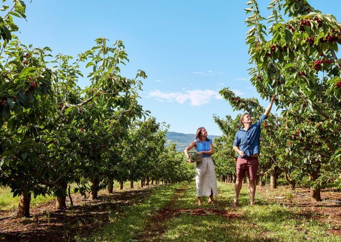Couple picking cherries at Borrodell Vineyard, Canobolas