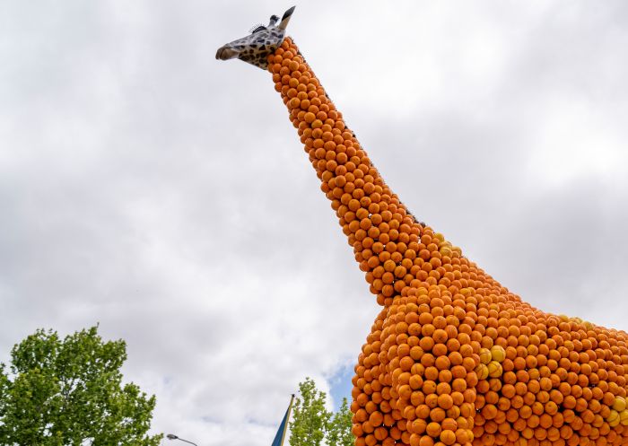 Citrus sculptures on display at the 2019 Griffith Spring Fest, Griffith