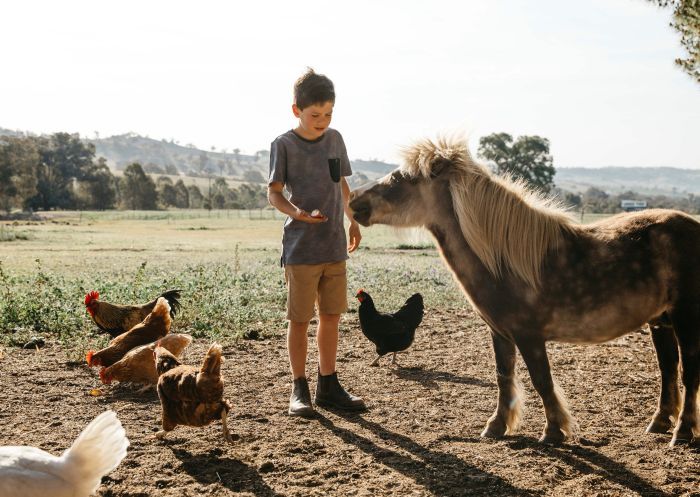 Young boy feeding the farm animals at Hillview Farmstay, Mount Adrah