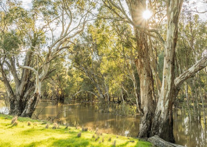 Scenic country views of the Murrumbidgee River in Darlington Point, Riverina