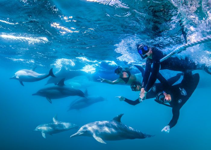 Dolphin Swim Australia in Port Stephens - Credit: Dolphin Swim Australia