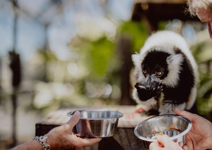 Black and White Lemur encounter, Hunter Valley Wildlife Park