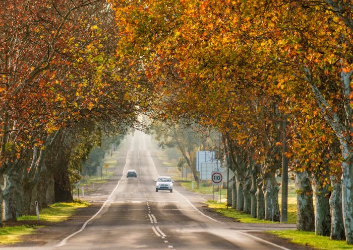 Autumn colours on display on a tree-lined road, Narrandera 