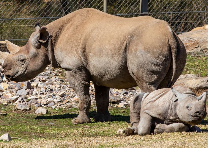 White rhinos at Taronga Western Plains Zoo, Dubbo