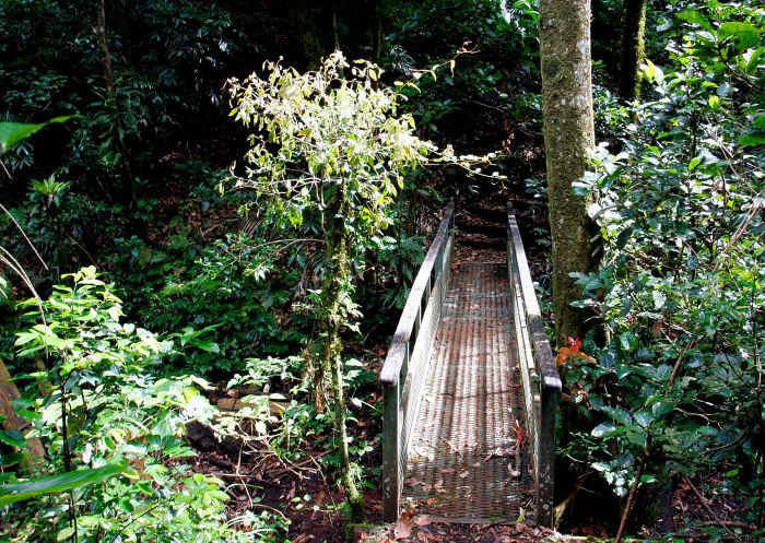 Walk way through the rainforest at Culmaran Valley Track, Richmond Range National Park