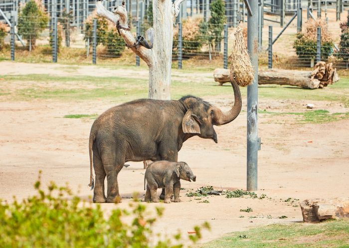Asian elephant calf born June 2018 at Taronga Western Plains Zoo, Dubbo
