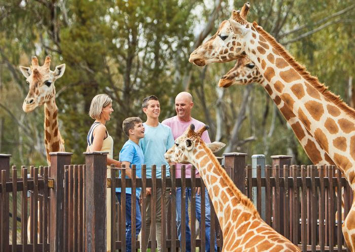 Family enjoying a giraffe encounter at Taronga Western Plains Zoo, Dubbo