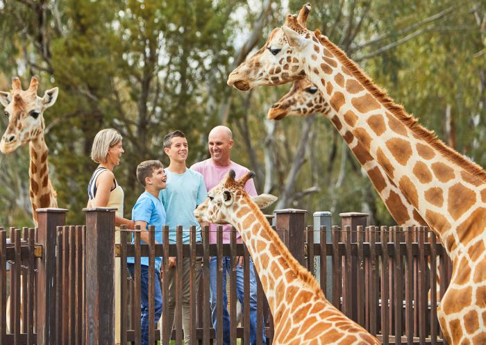 Family enjoying a giraffe encounter at Taronga Western Plains Zoo, Dubbo